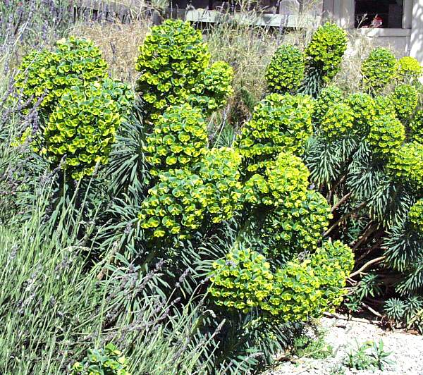 Image of Euphorbia characias 'Bruce's Dwarf'